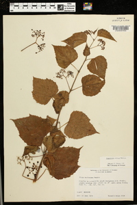 Ampelopsis cordata image