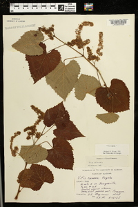 Vitis vulpina image