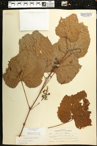 Vitis aestivalis var. aestivalis image