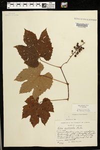 Vitis aestivalis var. aestivalis image