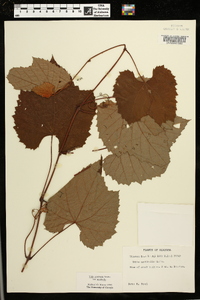 Vitis aestivalis var. aestivalis image