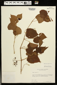 Ampelopsis cordata image