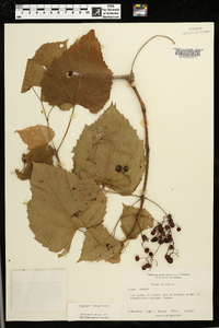 Ampelopsis cordata image