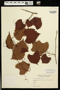 Vitis rotundifolia var. munsoniana image