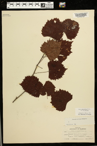 Muscadinia rotundifolia image