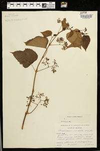 Ampelopsis cordata image