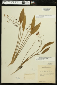 Sagittaria graminea image