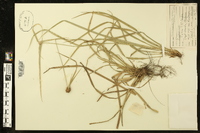 Rhynchospora watsonii image