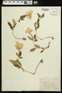 Achimenes longiflora image