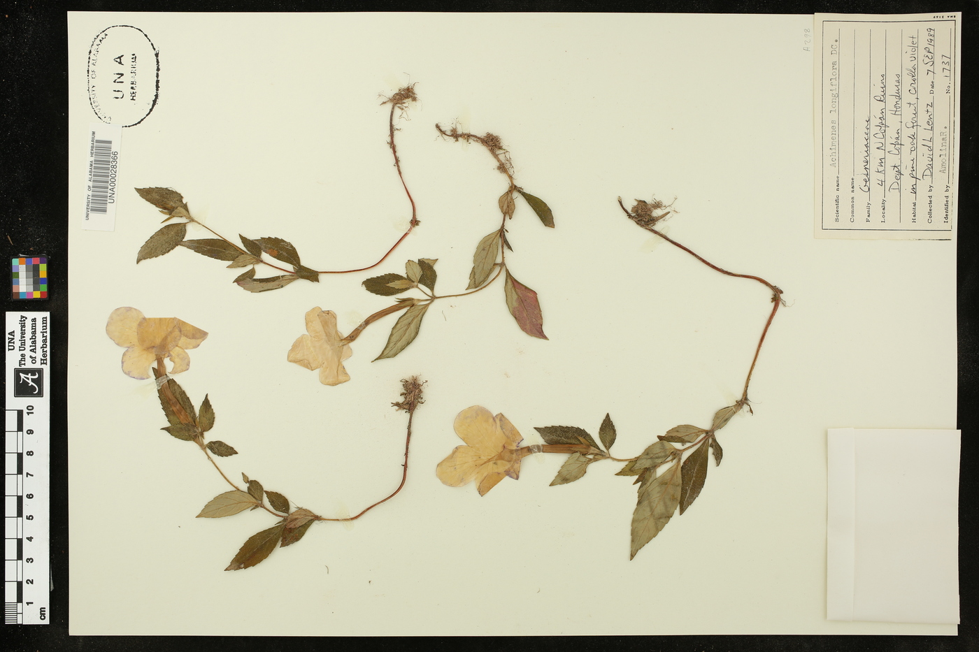 Achimenes longiflora image