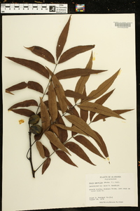 Carya aquatica image