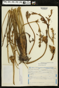 Sagittaria rhombifolia image