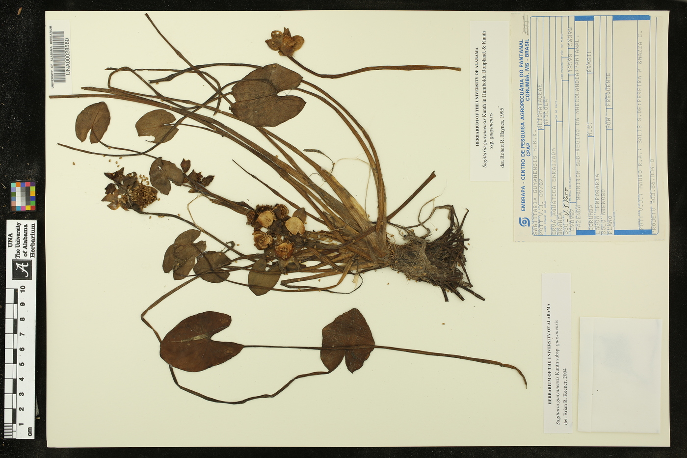Sagittaria guayanensis subsp. guayanensis image