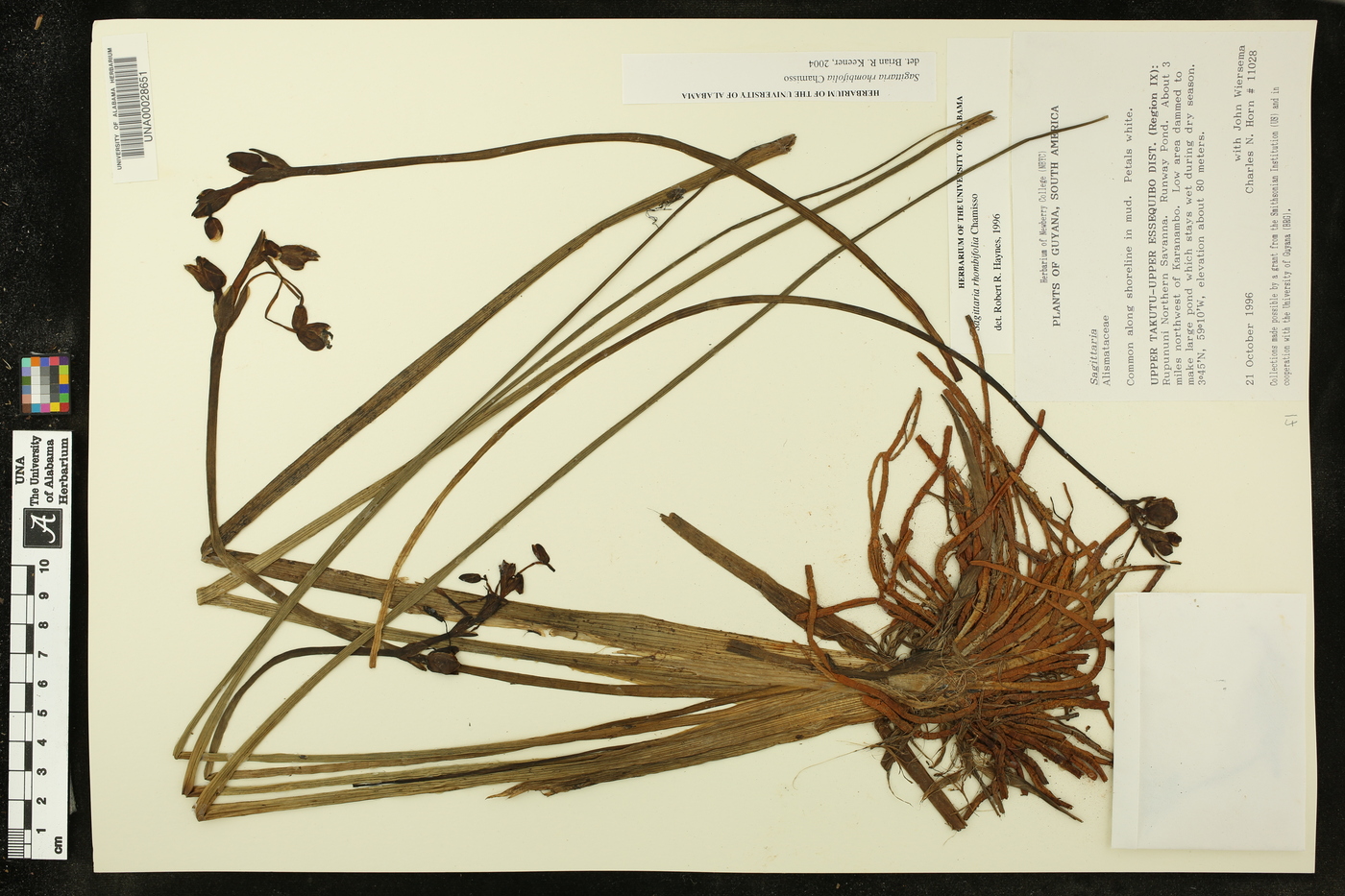 Sagittaria rhombifolia image