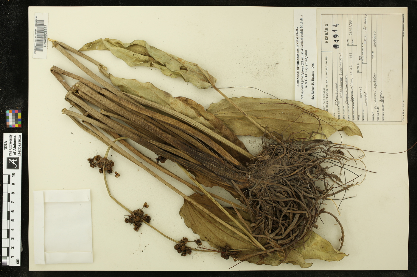 Echinodorus grandiflorus image