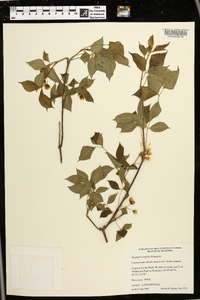 Staphylea trifolia image