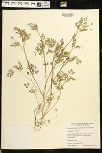 Chaerophyllum procumbens image