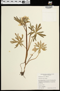 Delphinium tricorne image