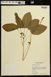 Smilax herbacea image