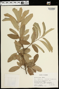 Quercus incana image