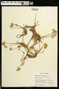 Hydrocotyle ranunculoides image