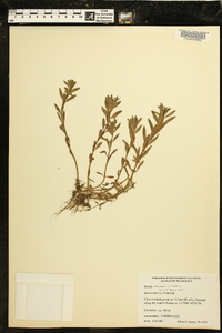 Rotala ramosior image