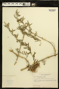 Phyla stoechadifolia image