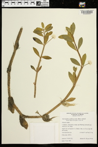 Alternanthera philoxeroides image