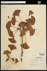 Ginkgo biloba image