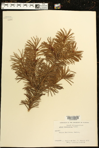 Abies holophylla image