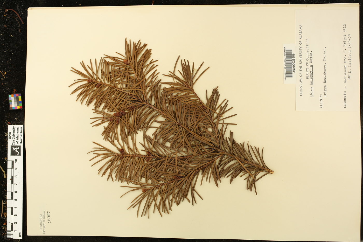 Abies holophylla image