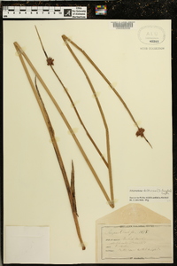 Schoenoplectus deltarum image