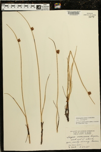 Schoenoplectus pungens var. pungens image