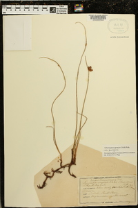 Schoenoplectus pungens var. pungens image