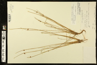 Schoenoplectiella purshiana image