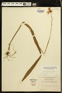 Calopogon tuberosus var. tuberosus image