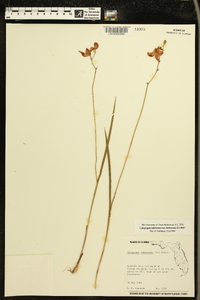 Calopogon tuberosus var. tuberosus image