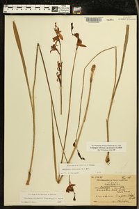 Calopogon tuberosus var. tuberosus image