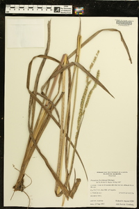 Paspalum floridanum image