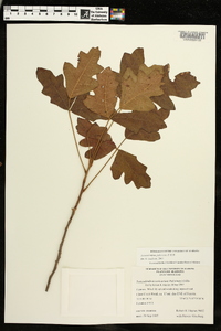 Toxicodendron pubescens image