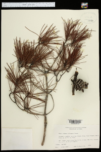 Pinus clausa image