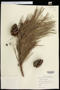 Pinus echinata image