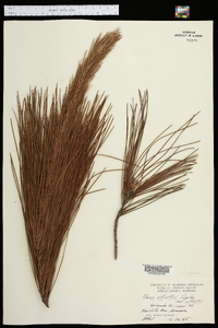 Pinus elliottii var. elliottii image
