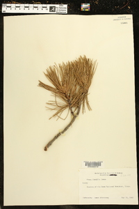 Pinus flexilis image