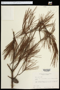 Pinus glabra image