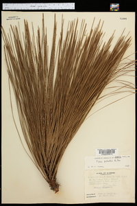 Pinus australis image