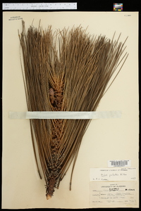 Pinus palustris image