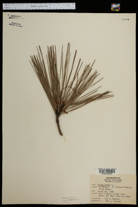Pinus taeda image