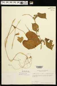 Ipomoea hederacea image