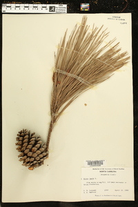 Pinus taeda image